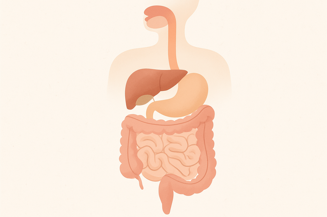 ARTICLE 1 - Voyage au Centre de la Digestion : Comprendre le Parcours Incroyable de nos Aliments (et Pourquoi c'est Crucial)